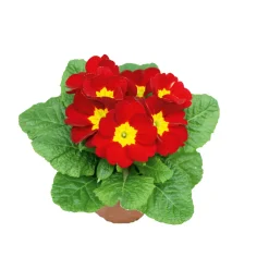 New Plantiflor Primel Topf Durchmesser 10,5 cm