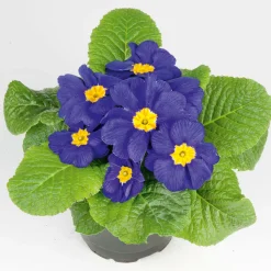 New Plantiflor Primel Topf Durchmesser 10,5 cm