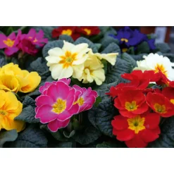 New Plantiflor Primel Topf Durchmesser 10,5 cm