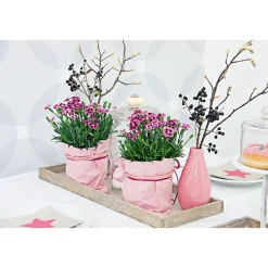 Online Plantiflor Prinzess-Nelke Pink Kisses Topf- Durchmesser 12 cm