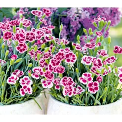 Online Plantiflor Prinzess-Nelke Pink Kisses Topf- Durchmesser 12 cm