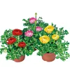 Best Plantiflor Ranunkel Topf Durchmesser 11 cm