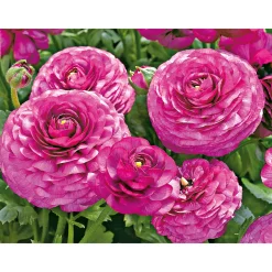 Best Plantiflor Ranunkel Topf Durchmesser 11 cm