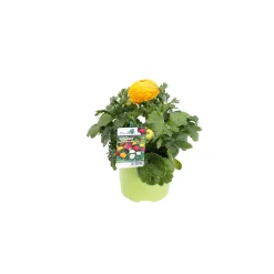 Best Plantiflor Ranunkel Topf Durchmesser 11 cm