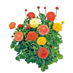 Best Plantiflor Ranunkel Topf Durchmesser 11 cm
