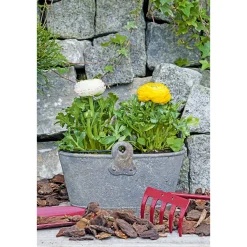Best Plantiflor Ranunkel Topf Durchmesser 11 cm
