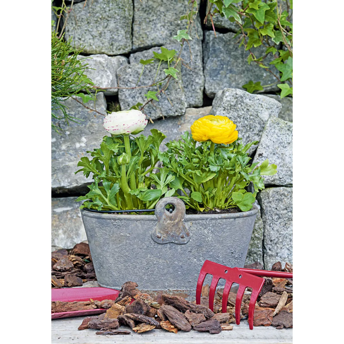 Best Plantiflor Ranunkel Topf Durchmesser 11 cm