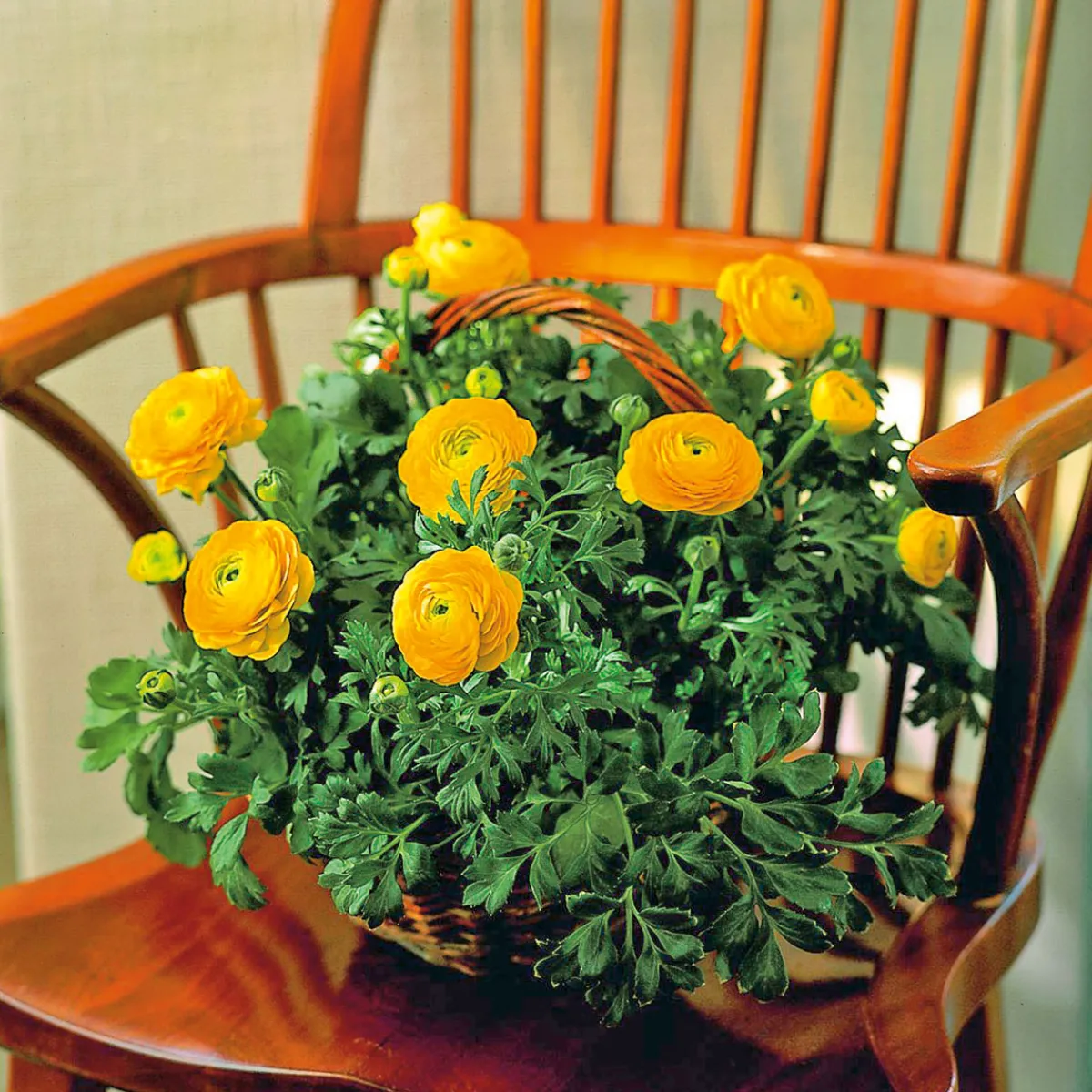 Best Plantiflor Ranunkel Topf Durchmesser 11 cm