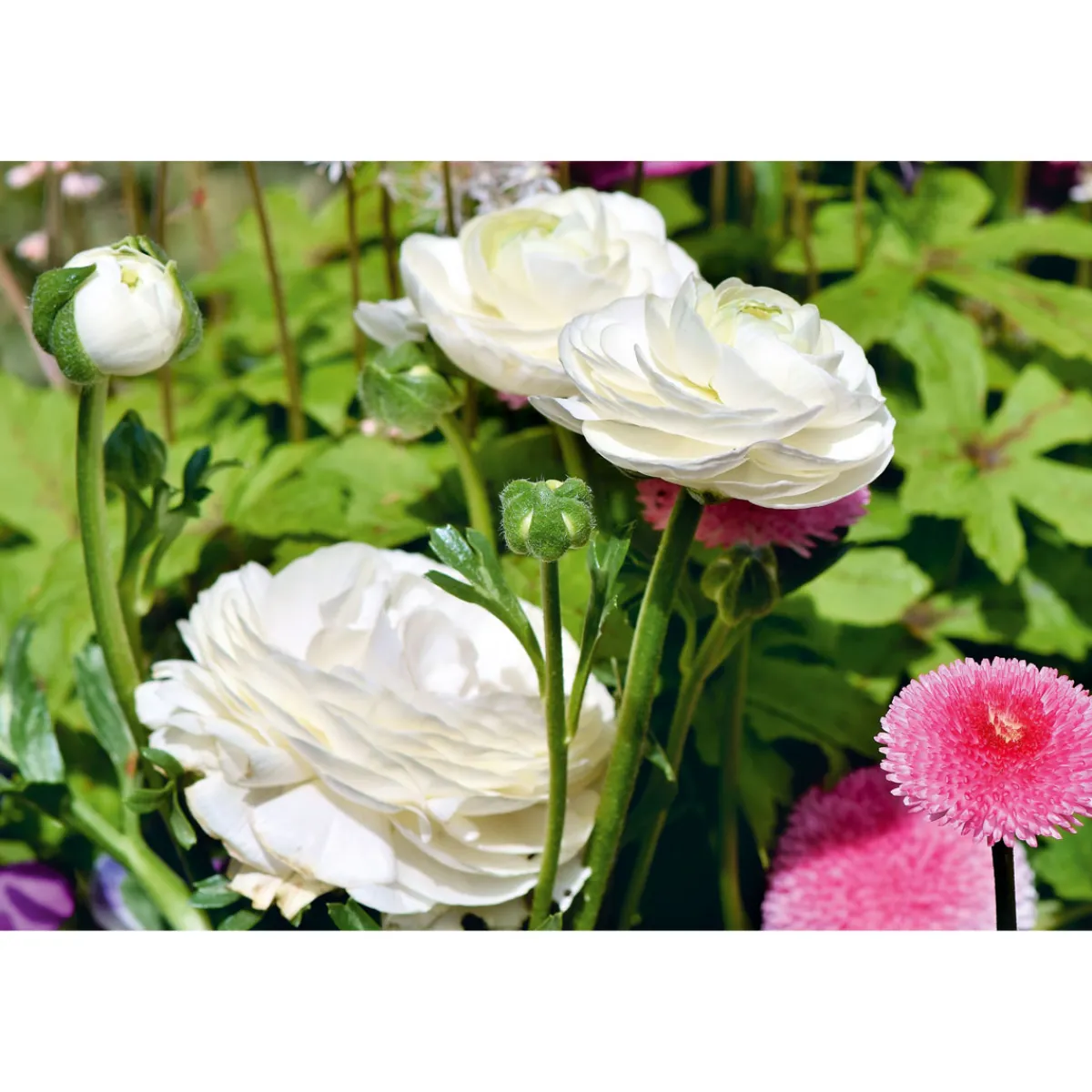 Best Plantiflor Ranunkel Topf Durchmesser 11 cm