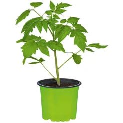 Online Plantiflor Runde Tomate Harzfeuer Topf Durchmesser 11 cm