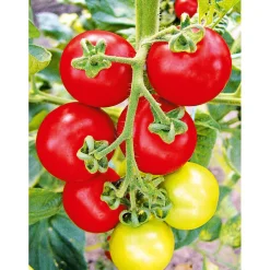 Online Plantiflor Runde Tomate Harzfeuer Topf Durchmesser 11 cm