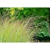 Outlet Plantiflor Ruten-Hirse Topf- Durchmesser 23 cm