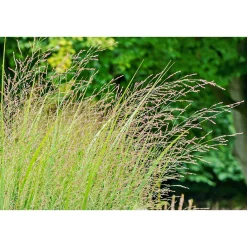 Outlet Plantiflor Ruten-Hirse Topf- Durchmesser 23 cm