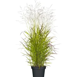 Outlet Plantiflor Ruten-Hirse Topf- Durchmesser 23 cm