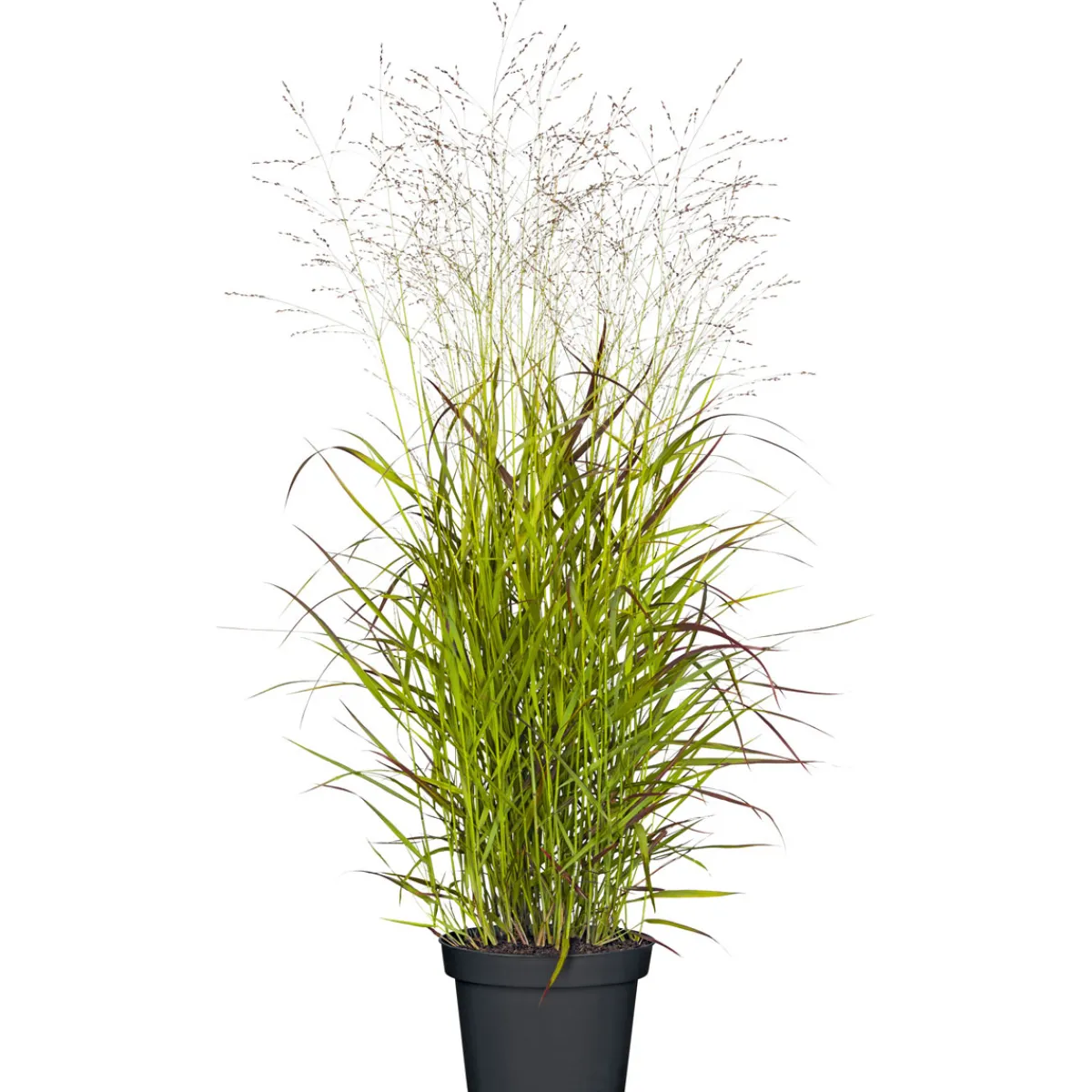 Outlet Plantiflor Ruten-Hirse Topf- Durchmesser 23 cm