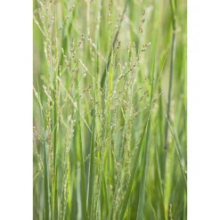 Outlet Plantiflor Ruten-Hirse Topf- Durchmesser 23 cm