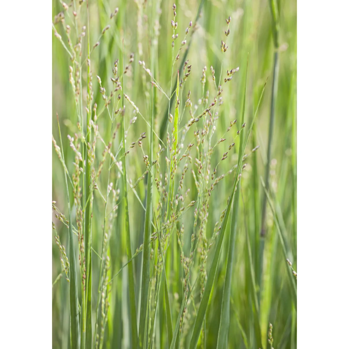 Outlet Plantiflor Ruten-Hirse Topf- Durchmesser 23 cm