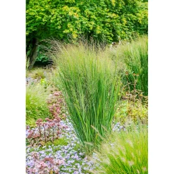 Outlet Plantiflor Ruten-Hirse Topf- Durchmesser 23 cm