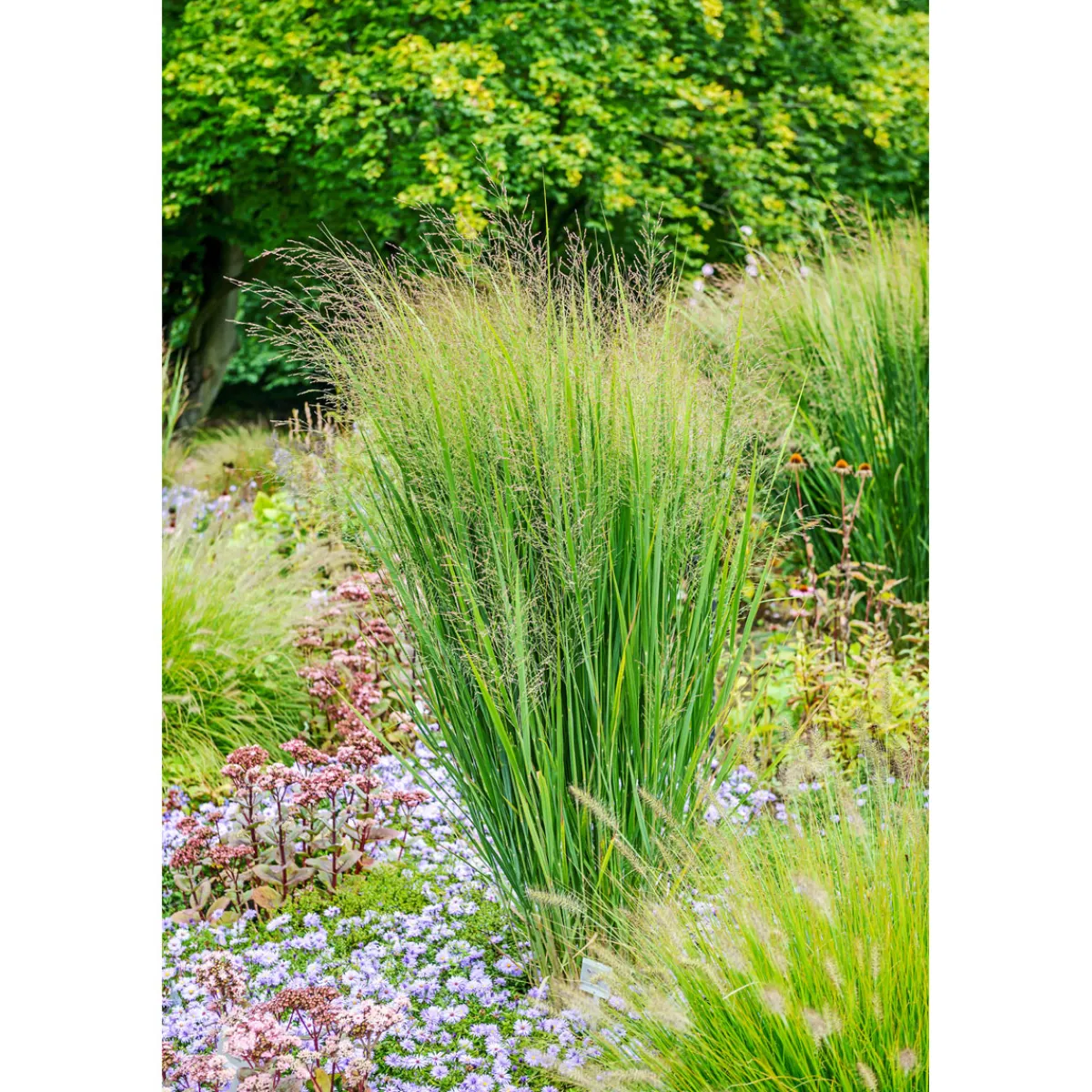 Outlet Plantiflor Ruten-Hirse Topf- Durchmesser 23 cm