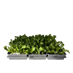 Online Plantiflor Salatjungpflanze Eissalat 6er-Tray