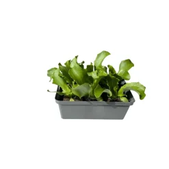 Online Plantiflor Salatjungpflanze Eissalat 6er-Tray