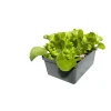 New Plantiflor Salatjungpflanze Eichblatt 6er-Tray
