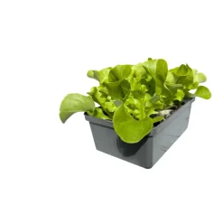 New Plantiflor Salatjungpflanze Eichblatt 6er-Tray