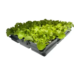 New Plantiflor Salatjungpflanze Eichblatt 6er-Tray