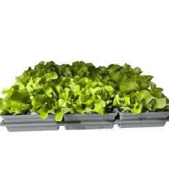New Plantiflor Salatjungpflanze Eichblatt 6er-Tray