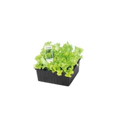 Clearance Plantiflor Salatjungpflanze Lollo Bionda 6er-Pack