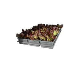 Discount Plantiflor Salatjungpflanze Rotkäppchen 6er-Tray