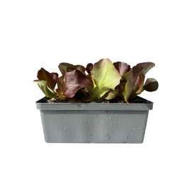 Discount Plantiflor Salatjungpflanze Rotkäppchen 6er-Tray