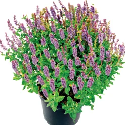 Clearance Plantiflor Salbei T14