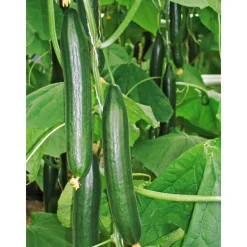 Online Plantiflor Schlangengurke plastikfrei Topf 12 cm