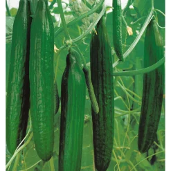 Online Plantiflor Schlangengurke plastikfrei Topf 12 cm