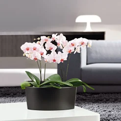 New Plantiflor Schmetterlingsorchidee Topf- Durchmesser 9 cm