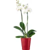 Plantiflor Schmetterlingsorchidee Topf Durchmesser 12 cm