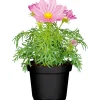 Best Plantiflor Schmuckkörbchen Topf Durchmesser 13 cm