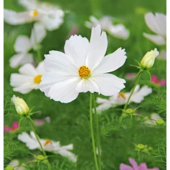 Best Plantiflor Schmuckkörbchen Topf Durchmesser 13 cm