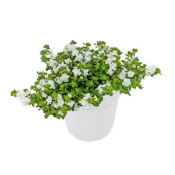 Online Plantiflor Schneeflockenblume T13