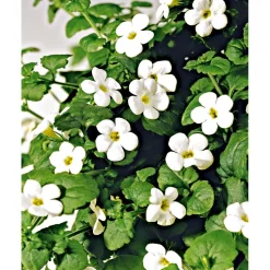 Online Plantiflor Schneeflockenblume T13