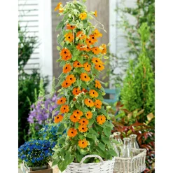 Discount Plantiflor Schwarzäugige Susanne Topf Durchmesser 12 cm