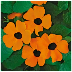 Discount Plantiflor Schwarzäugige Susanne Topf Durchmesser 12 cm