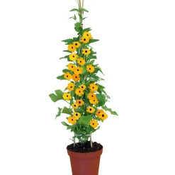 Discount Plantiflor Schwarzäugige Susanne Topf Durchmesser 12 cm