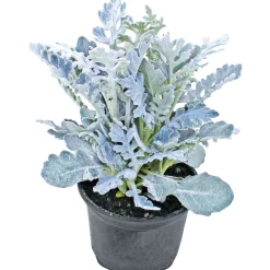 New Plantiflor Silberblatt Topf Durchmesser 9 cm
