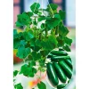 New Plantiflor Snackgurke, Topf Ø 12 cm