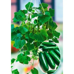 New Plantiflor Snackgurke, Topf Ø 12 cm