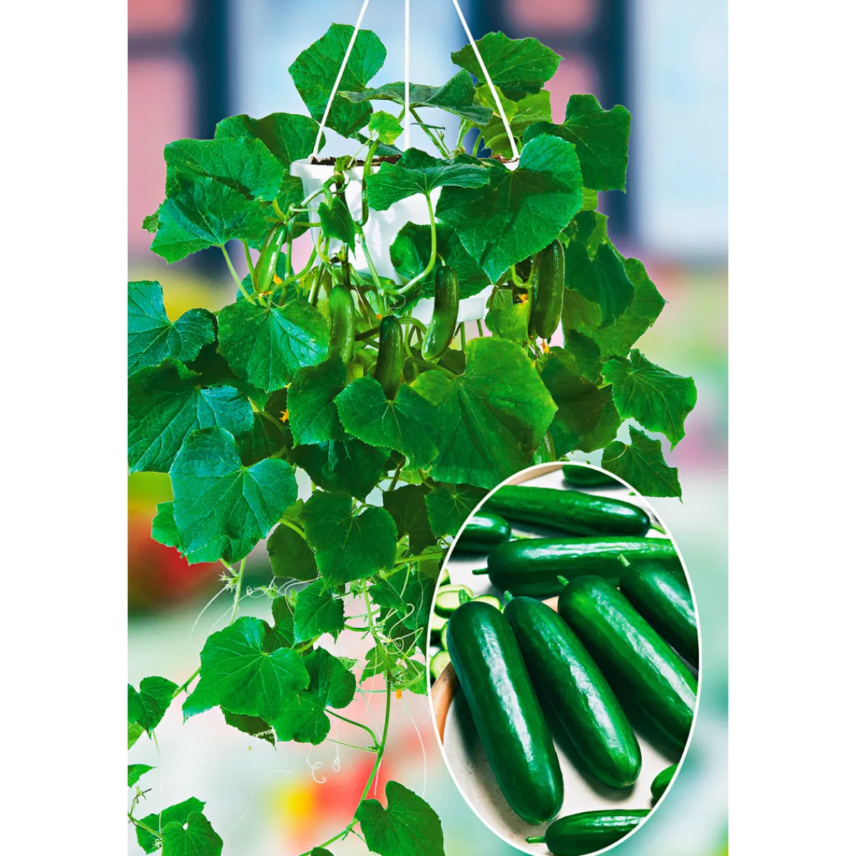 New Plantiflor Snackgurke, Topf Ø 12 cm
