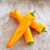 Discount Plantiflor Snackpaprika plastikfrei Topf 12 cm