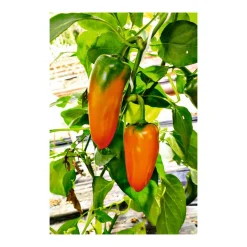 Discount Plantiflor Snackpaprika plastikfrei Topf 12 cm